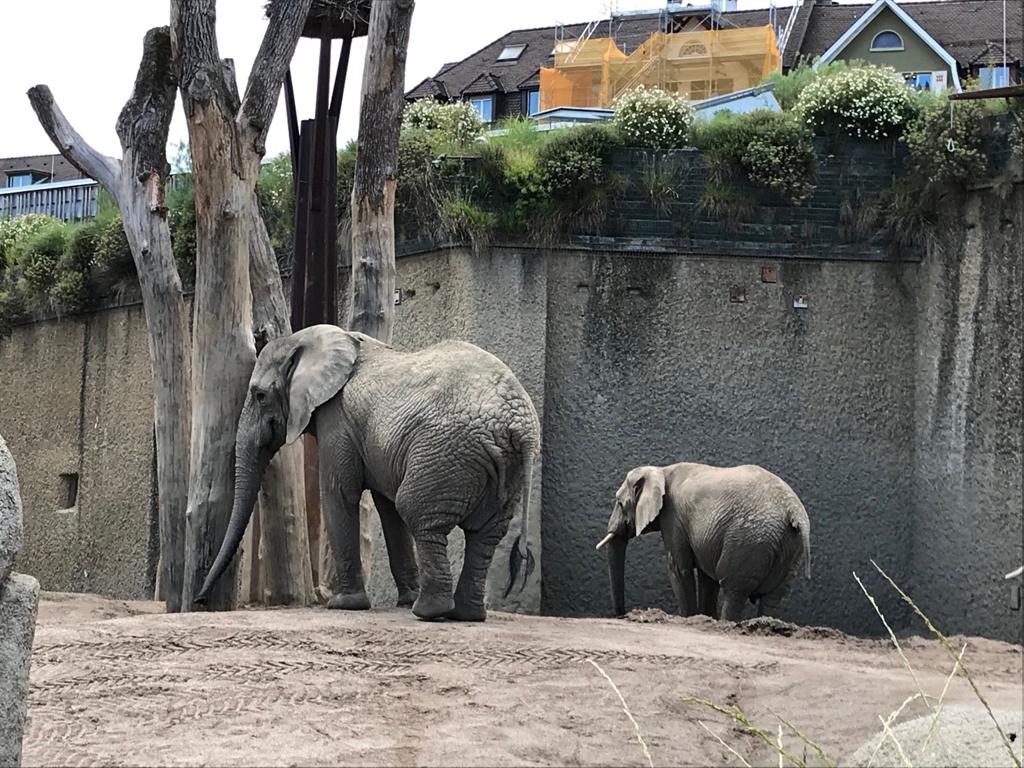 Visita al Zoologico – den Zoo besuchen